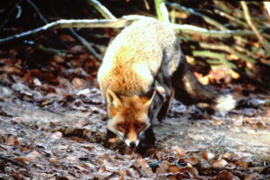 Fuchsrüden können ranzige Fähen über mindestens vier Kilometer wittern.